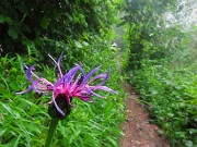 11 Centaurea montana- Fiordaliso montano